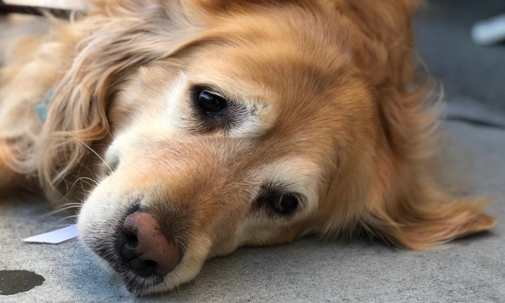 H συγκινητική στιγμή που ένα αδέσποτο παράλυτο σκυλάκι περπατά ξανά - Βίντεο